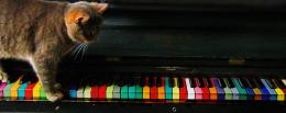 Colors of Music Picture